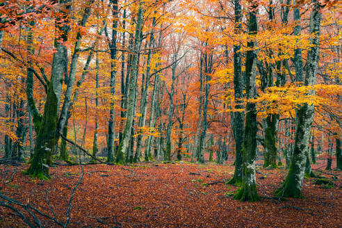 Die üppigen Buchen im Urbasa Forest zeigen ihre leuchtenden Herbstfarben, und ein Teppich aus herabgefallenen Blättern schafft eine ruhige, erdige Atmosphäre - ADSF55165