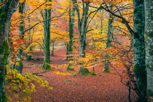 Eine atemberaubende Szene mit goldenem Herbstlaub im Urbasa Forest, mit einem dichten Teppich aus Blättern, der den Boden in eine warme Umarmung hüllt - ADSF55166