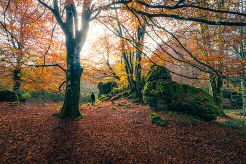 Eine einsame Gestalt spaziert durch die strahlende Herbstlandschaft des Urbasa-Waldes, während das Sonnenlicht durch das leuchtende Blätterdach bricht - ADSF55167