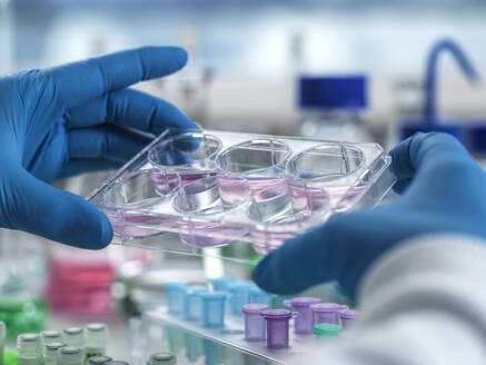 Wissenschaftler, der eine Zellkulturplatte in einem Labor hält - ISF26523