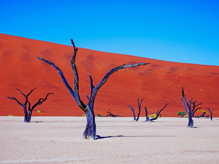 Beeindruckendes Bild von abgestorbenen Bäumen vor leuchtend roten Sanddünen und blauem Himmel - ISF26640
