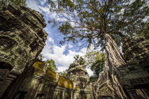 Von unten betrachtet verflechten sich majestätische Bäume mit den alten Steinruinen von Angkor Wat und schaffen ein einzigartiges Nebeneinander von Natur und Geschichte unter einem ruhigen Himmel. - ADSF55171