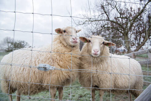 Beautiful winters morning at a sheep farm in the netherlands. Frost on the ground - ISF26845