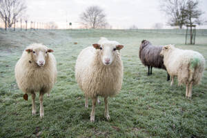 Beautiful winters morning at a sheep farm in the netherlands. Frost on the ground - ISF26846