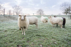 Beautiful winters morning at a sheep farm in the netherlands. Frost on the ground - ISF26847