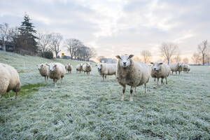 Beautiful winters morning at a sheep farm in the netherlands. Frost on the ground - ISF26848