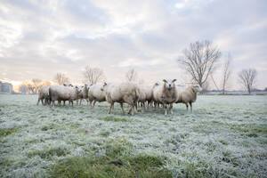 Beautiful winters morning at a sheep farm in the netherlands. Frost on the ground - ISF26849