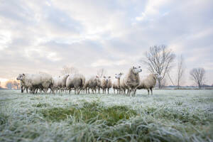 Beautiful winters morning at a sheep farm in the netherlands. Frost on the ground - ISF26850