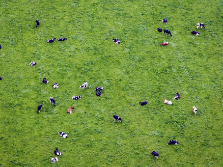 Aerial view of cows graving in a lush green field - ISF27325