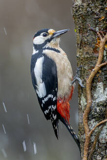 A striking woodpecker perches on a tree trunk amid falling snowflakes, showcasing winter in the mountains - ADSF55304