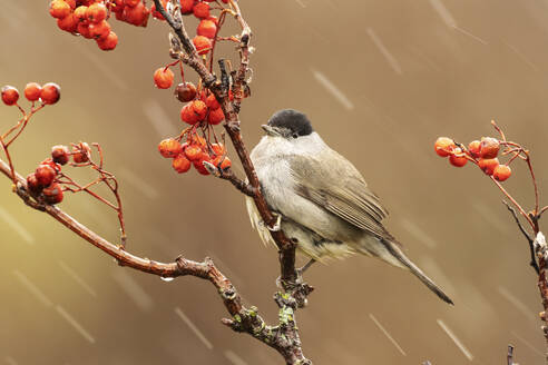 A small bird perches on a berry-laden branch amidst a tranquil snowfall in a mountainous region, showcasing the resilience of nature - ADSF55305