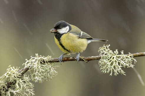 A great tit bird braves the cold, perched on a frosty, lichen-covered branch, with blurred winter backdrop - ADSF55306