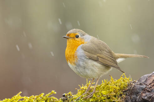 A European Robin stands on a moss-covered branch with snow gently falling around it, encapsulating the serene beauty of winter in the mountains - ADSF55308