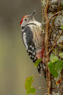 A detailed portrait of a red-crowned woodpecker clinging to a tree trunk, with raindrops and mist softening the background - ADSF55310