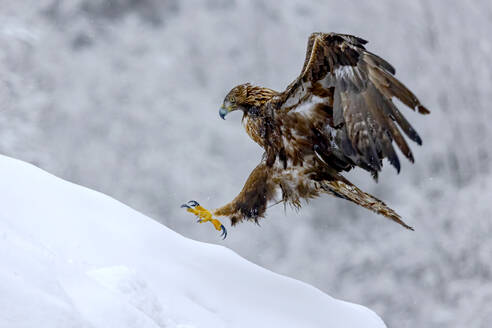 A powerful eagle descends upon a snow-covered mountain slope, poised to catch its prey in a snowy winter wilderness - ADSF55311
