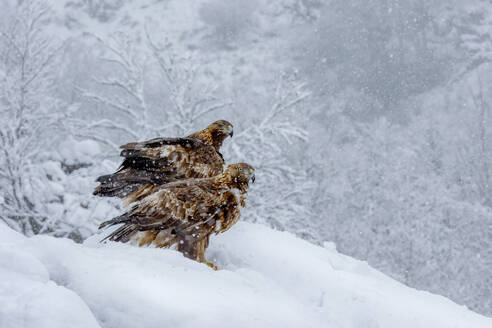 Two majestic eagles are perched on a snowdrift amid a heavy snowfall, with blurred trees in the background setting a serene winter mountain scene - ADSF55341