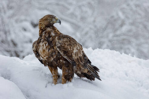 A stately brown eagle sits amid a blanket of snow, its sharp gaze piercing through the falling flakes of a mountain winter - ADSF55342
