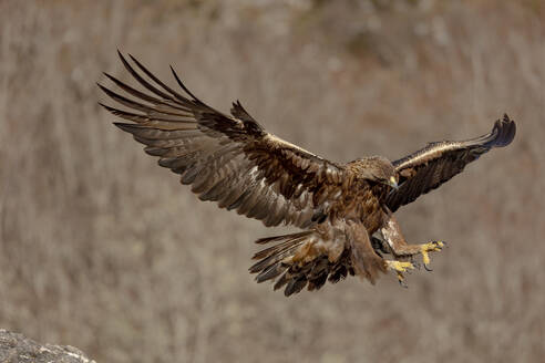 Majestic eagle in full flight with wings spread wide, displaying incredible plumage detail and sharp talons - ADSF55347