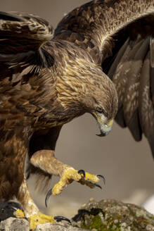 Close-up shot of a golden eagle landing, highlighting its intricately patterned feathers and powerful, sharp talons against a neutral background - ADSF55348