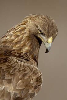 Majestic eagle in close-up showcasing its intricate feather patterns and intense gaze - ADSF55349