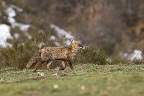 A solitary fox wanders through a grassy area with patches of snow, set against a backdrop of mountain vegetation and a wintry forest - ADSF55351