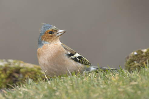 A beautiful chaffinch sits gracefully among winter grass, with soft, muted tones enhancing its vibrant plumage - ADSF55356