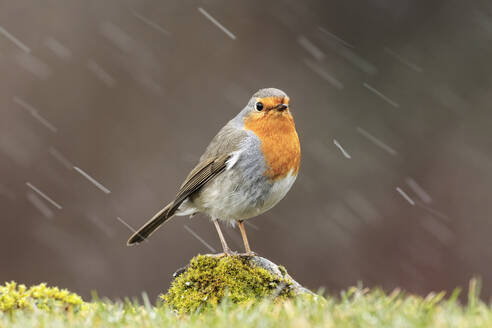 A European robin stands on a mossy rock amidst falling snowflakes, a serene moment in winter - ADSF55357