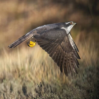 Dynamic capture of a female Northern Goshawk in full flight, showcasing her powerful wing span against a backdrop of golden wild grass - ADSF55388