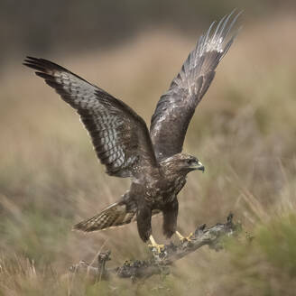 A stunning Buteo Buteo, commonly known as the Common Buzzard, prepares for flight in a natural countryside setting, displaying its impressive wingspan - ADSF55390
