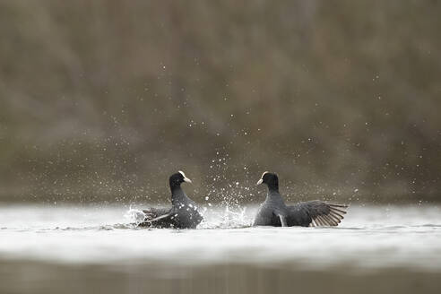 Two coots captured mid-fight, splashing water around as they engage in a territorial confrontation - ADSF55424