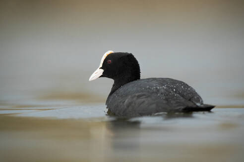 A tranquil Eurasian coot floats gently on a glassy water surface, showcasing its distinctive white bill and dark plumage - ADSF55425