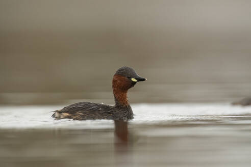 A Little Grebe, also known as Tachybaptus ruficollis, floats serenely on a calm body of water with a soft-focus background - ADSF55427