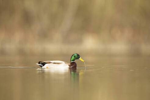 A mallard duck glides smoothly on serene water, with its reflection rippling gently below - ADSF55429