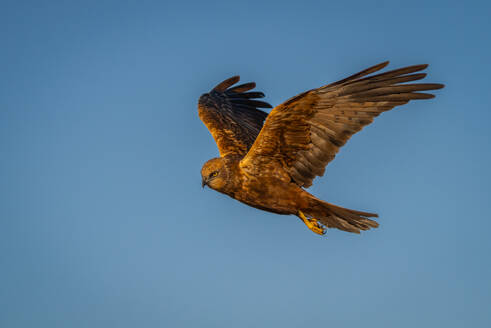 An impressive bird of prey is captured in mid-flight against the clear blue sky of the fields of Lleida, displaying its widespread wings and focused gaze - ADSF55507