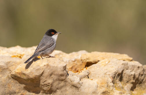 A vivid image capturing a Sardinian Warbler or Sylvia melanocephala perched gracefully on a limestone rock against a soft, blurred background. - ADSF55523