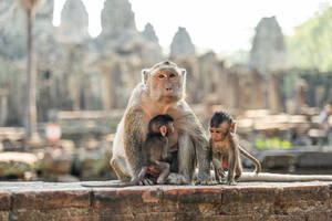 A trio of monkeys, with an adult carefully holding a baby, sits on ancient ruins at the Angkor Wat temple complex in Cambodia, with stone structures in the background. - ADSF55532