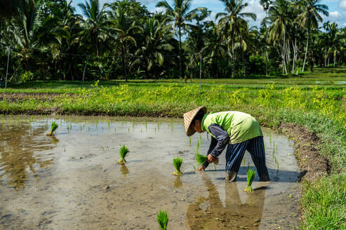 A Balinese farmer meticulously plants rice seedlings in a water-filled paddy field, surrounded by lush greenery under a blue sky. - ADSF55551