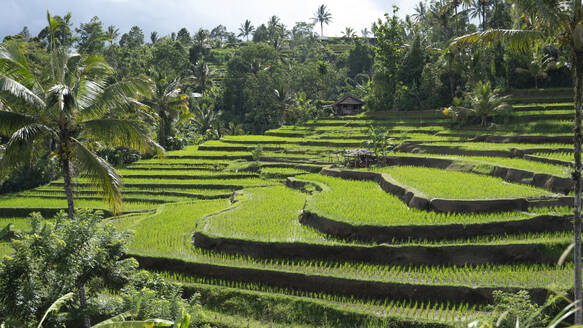 The terraced rice paddies of Bali, Indonesia, showcasing vibrant greenery and traditional agricultural methods - ADSF55555