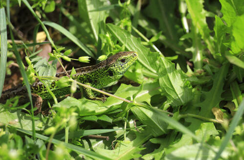 Lizard,April,Saxony,Germany - JTF02424